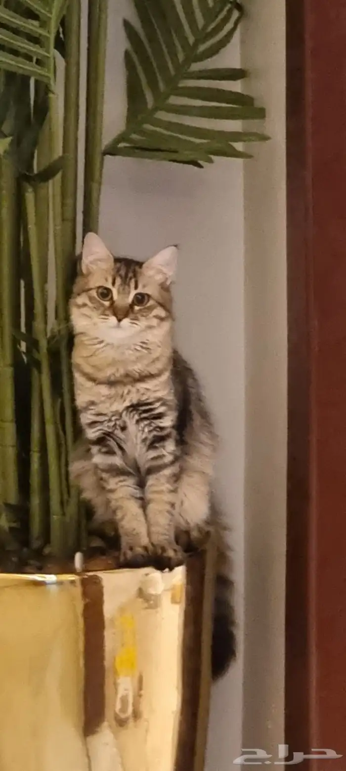 قطط شيرازي 2
