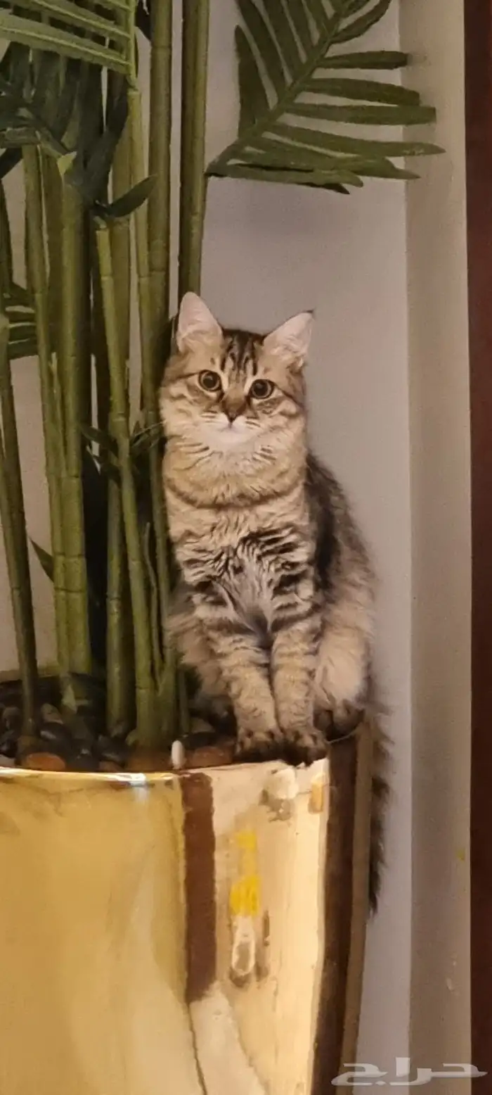 قطط شيرازي 0