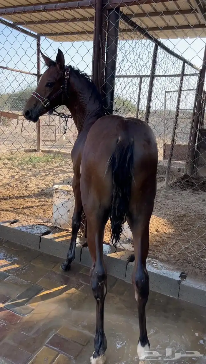 مهره كفووو 2