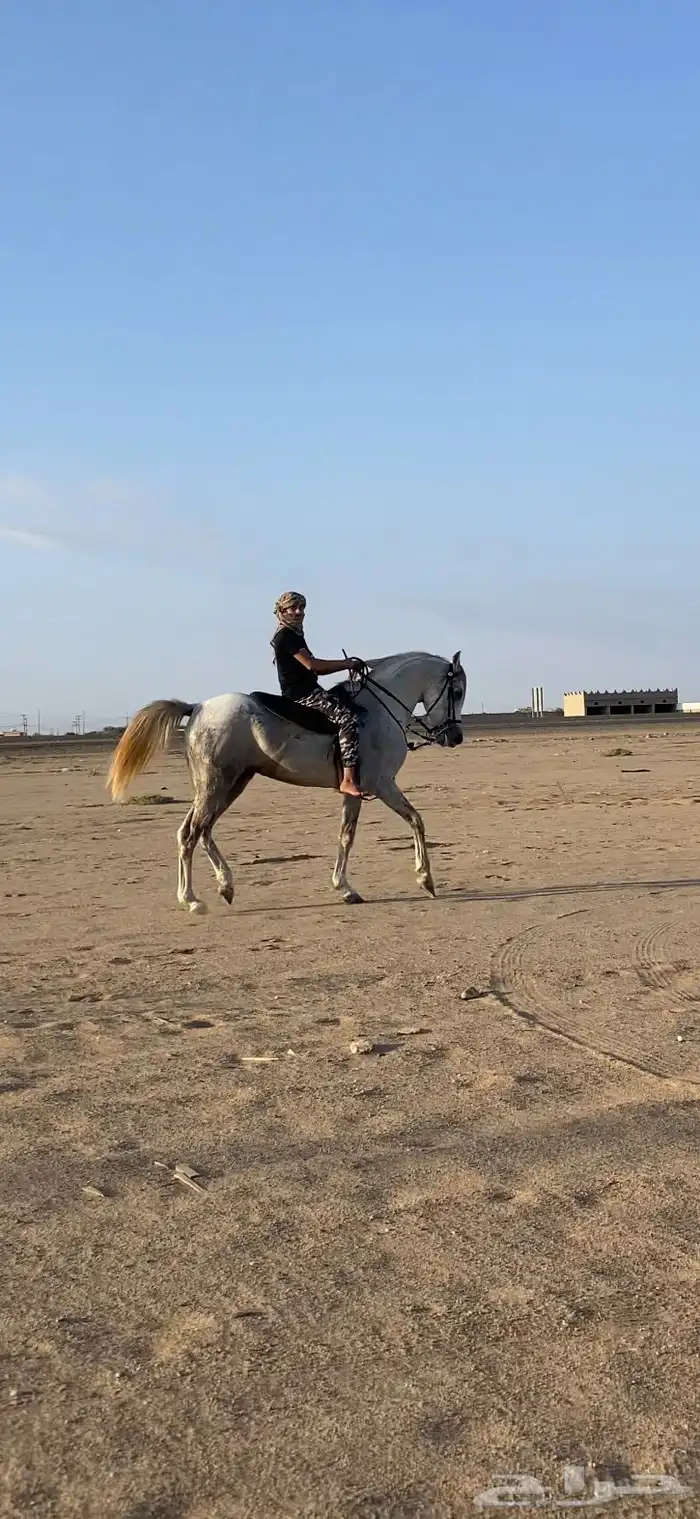 حصان ل البيع 2