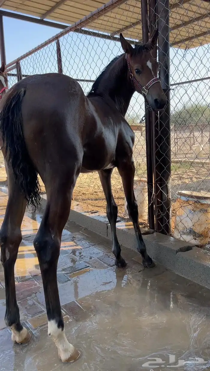 مهره كفووو 1