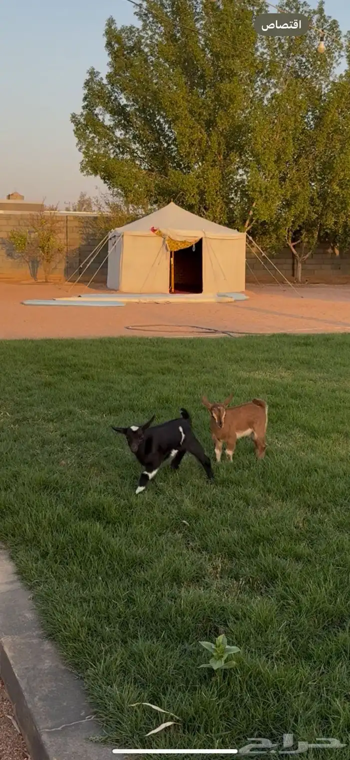 تيوس قزميه 0