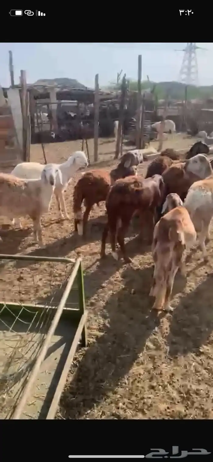 ذبايح طليان و رخال يوجد تقسيط تابي يوج توصيل 1