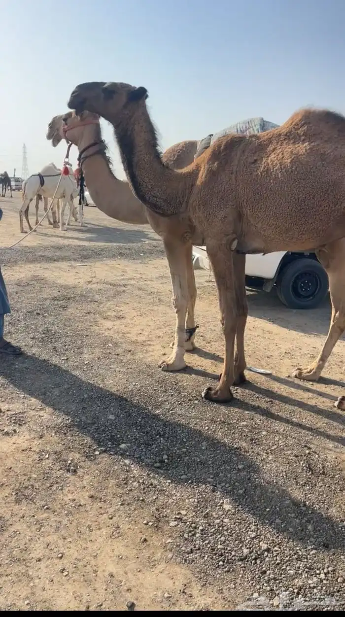 للبيع بكره صفرا 0