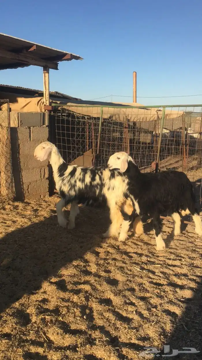 رخال نجد صنف 5