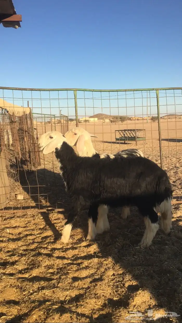 رخال نجد صنف 0