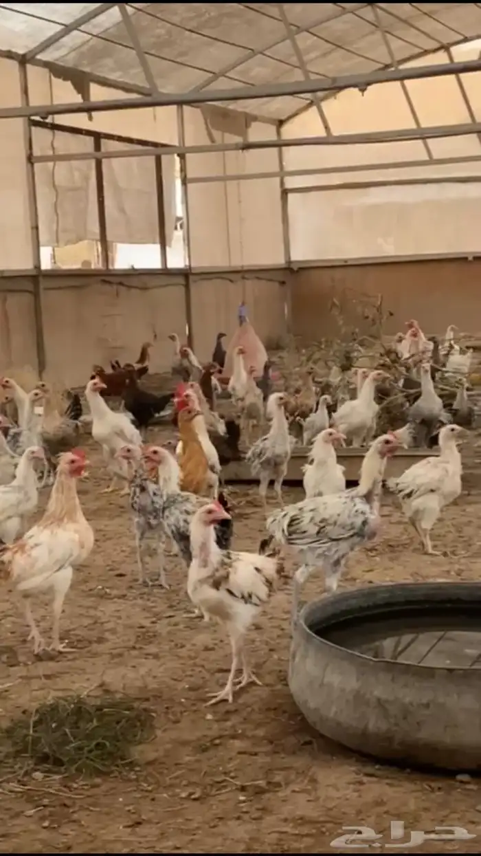 دجاج بلدي بشاير للبيع 2