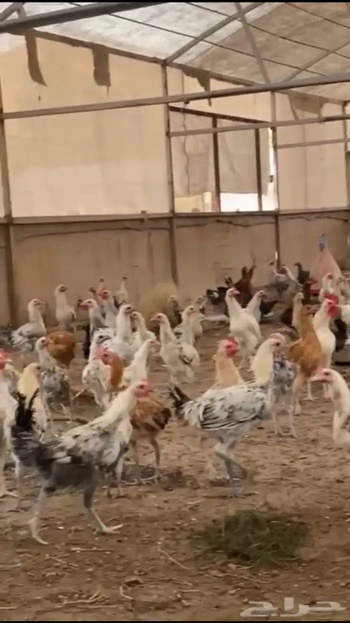 دجاج بلدي بشاير للبيع 0