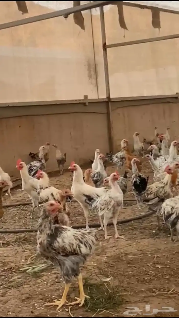 دجاج بلدي بشاير للبيع 1