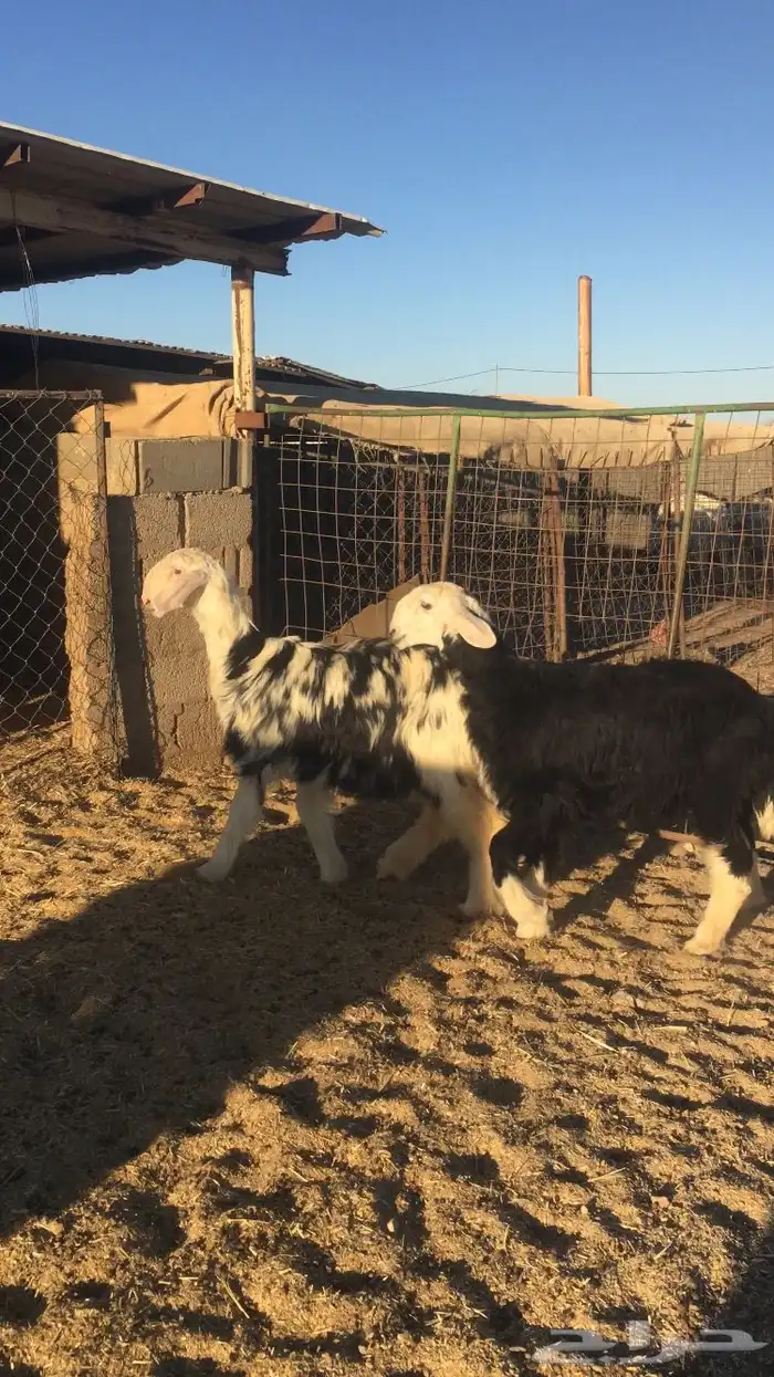 رخال نجد صنف 4