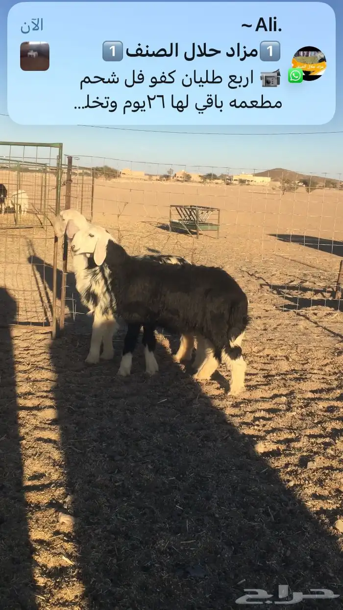 رخال نجد صنف 7