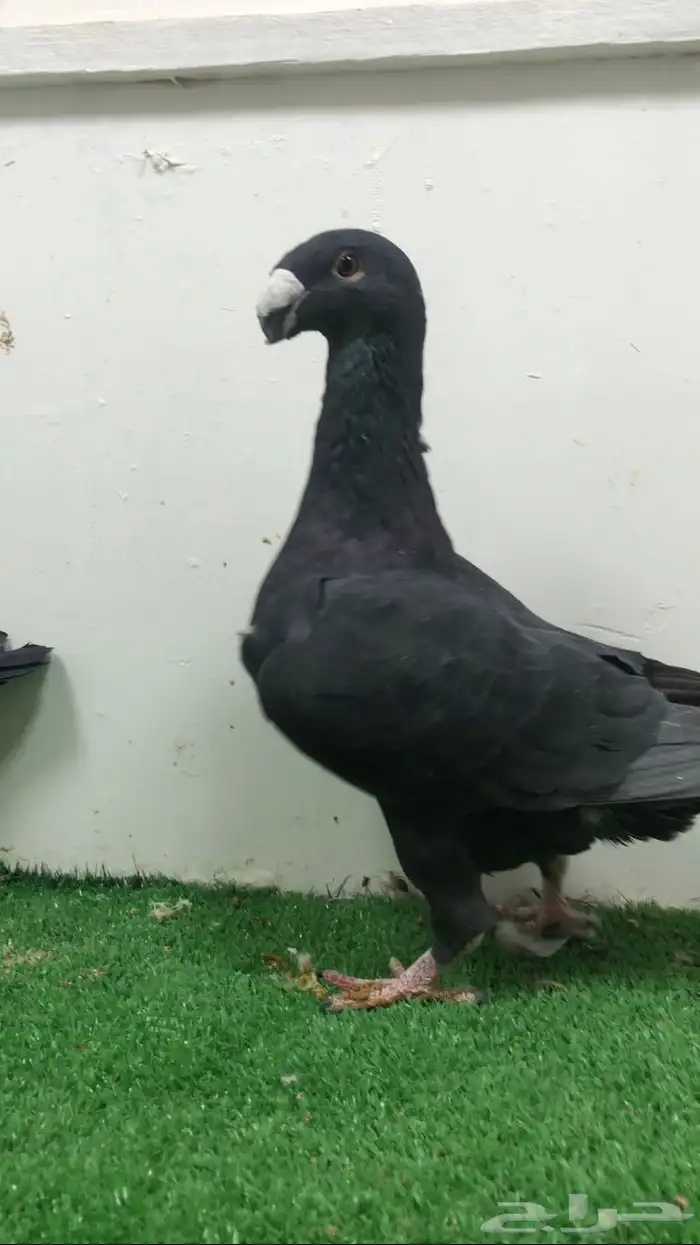 جوز هومر اسود 0