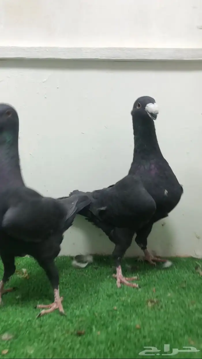 جوز هومر اسود 2