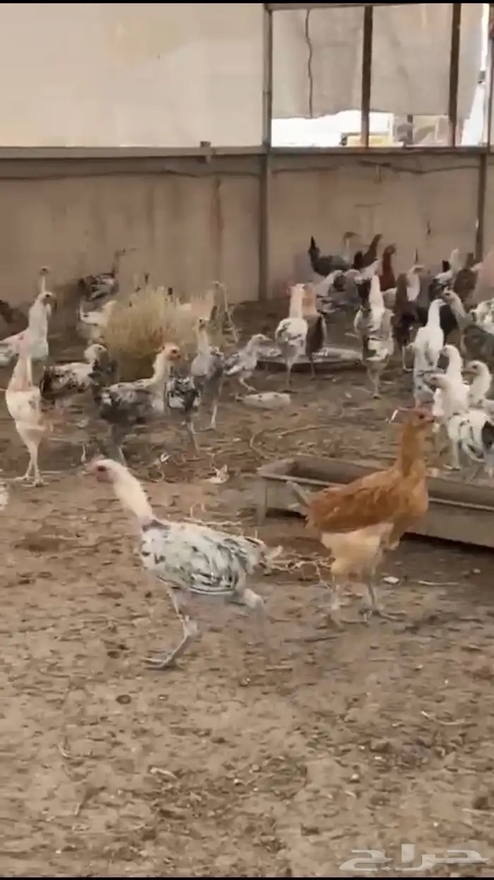 دجاج بلدي بشاير للبيع 3
