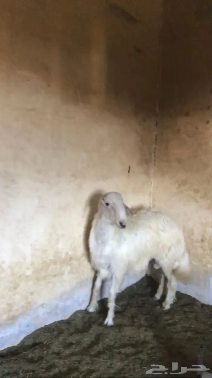 خروف كفو مشروط 3