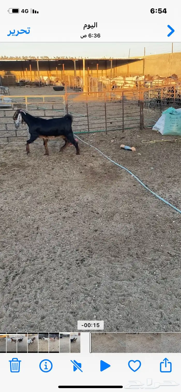 معزا شرط الضريع ثنوات وتامات 6 6