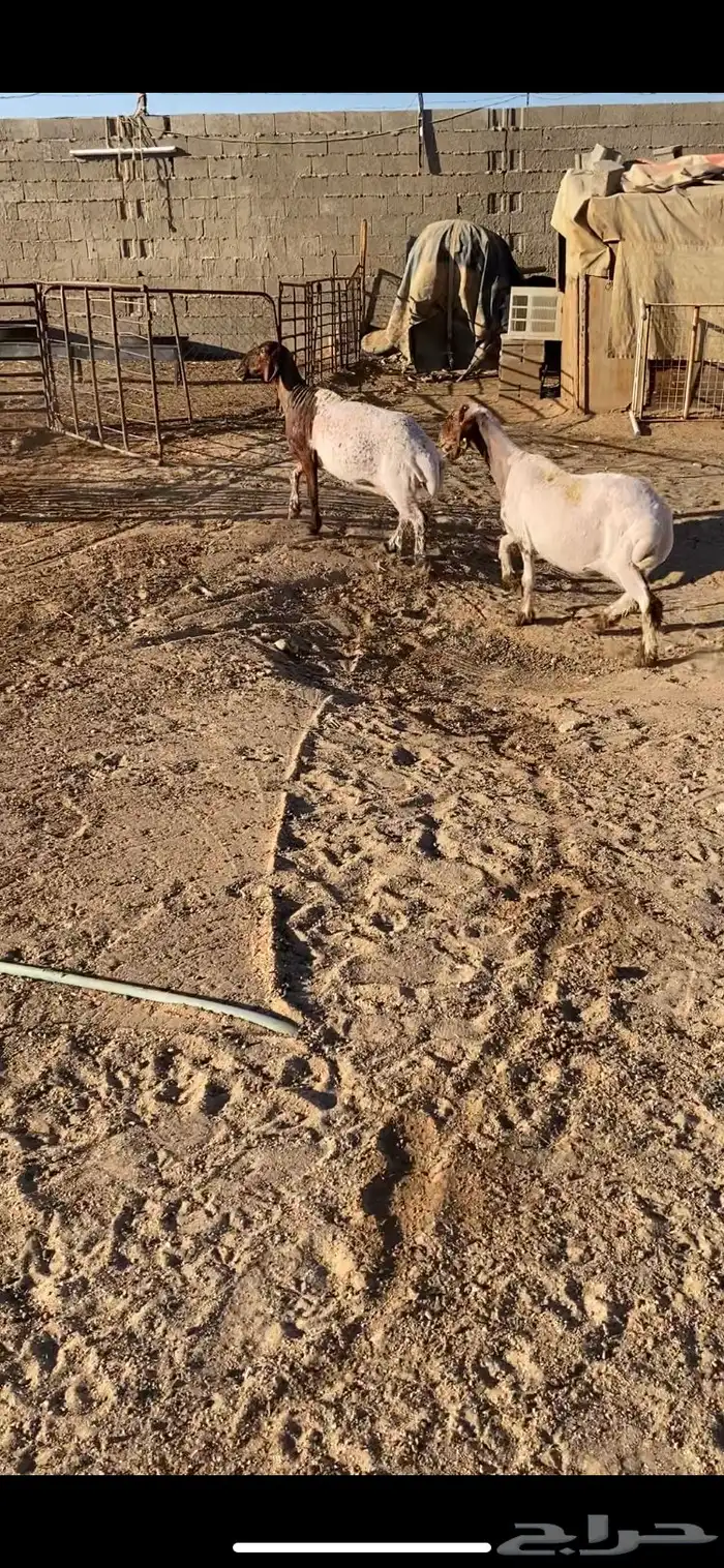 غنم شرط الضريع وسن وسن 2 6