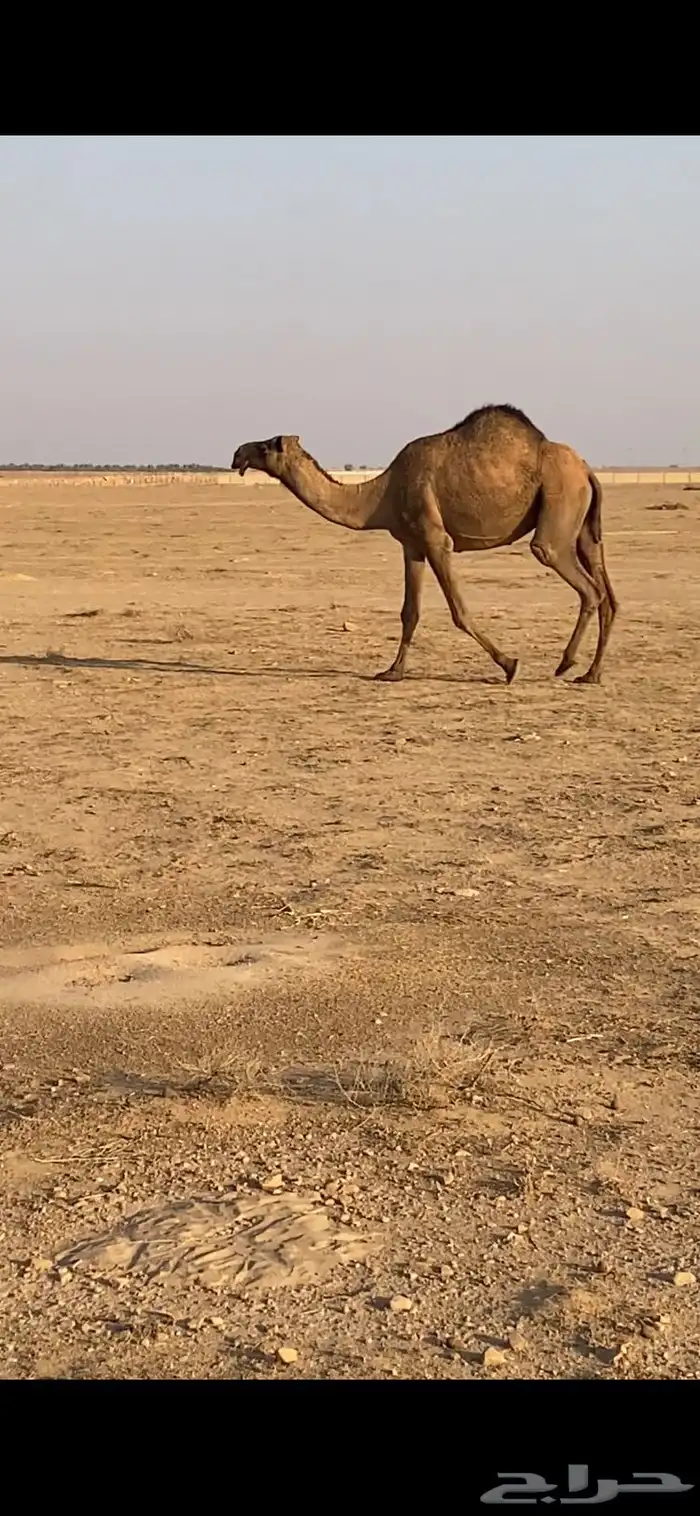 القحه صفراء اقبل البدل 1