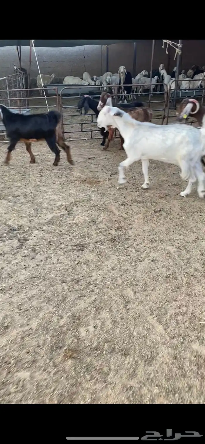 معزا شرط الضريع ثنوات وتامات 6 4