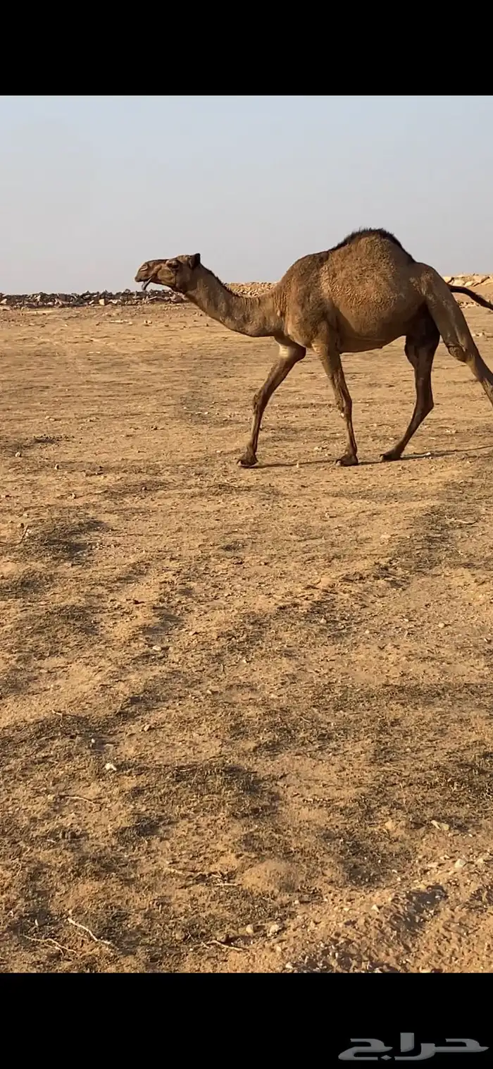 القحه صفراء اقبل البدل 3