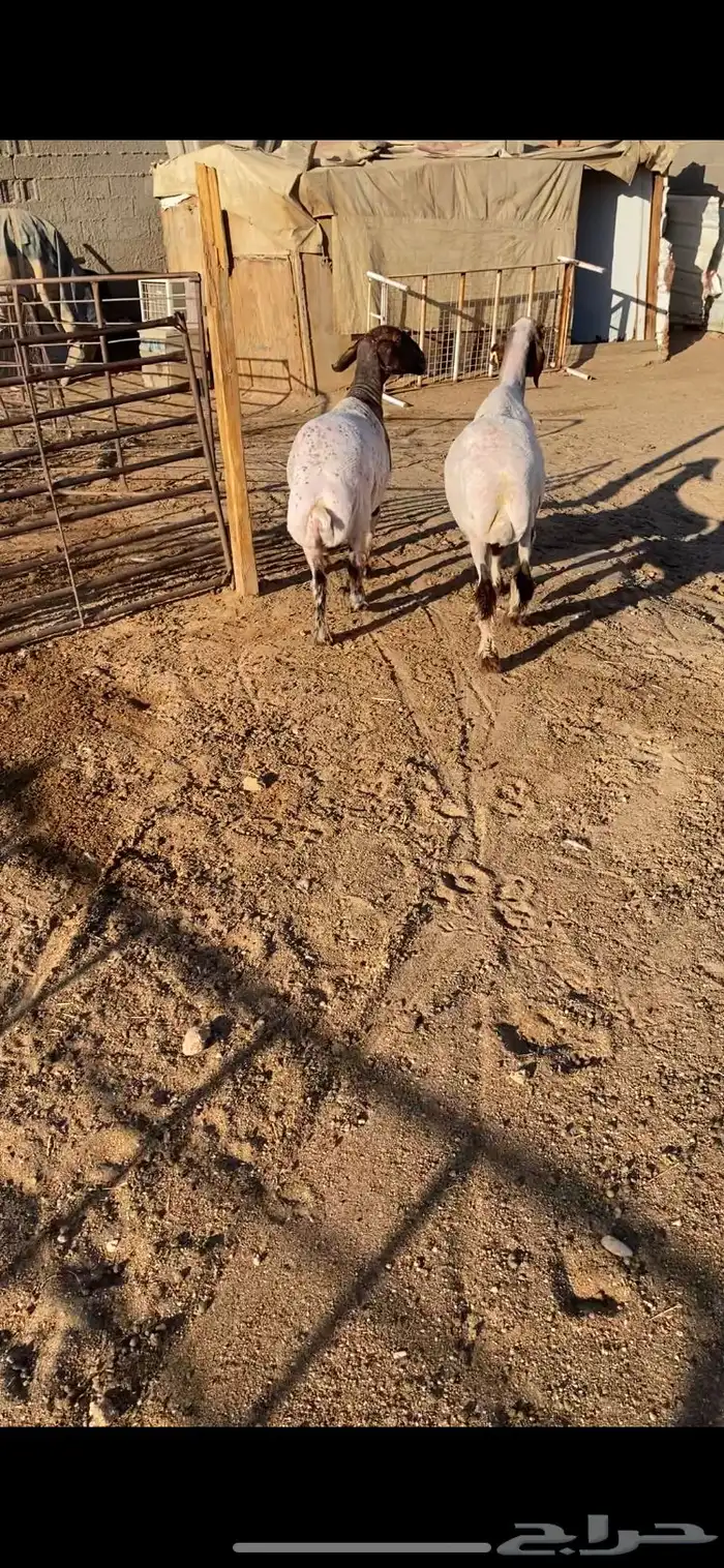 غنم شرط الضريع وسن وسن 2 9