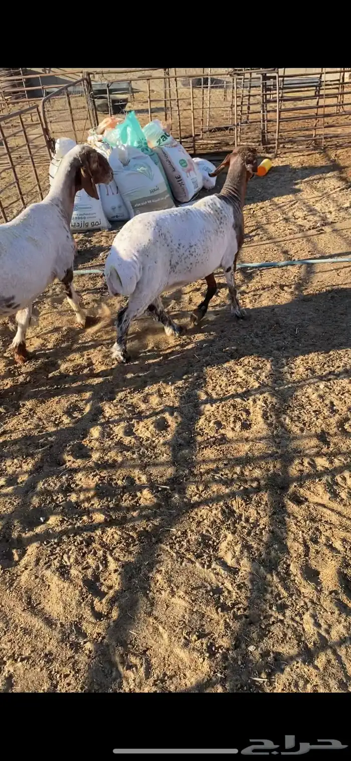 غنم شرط الضريع وسن وسن 2 7