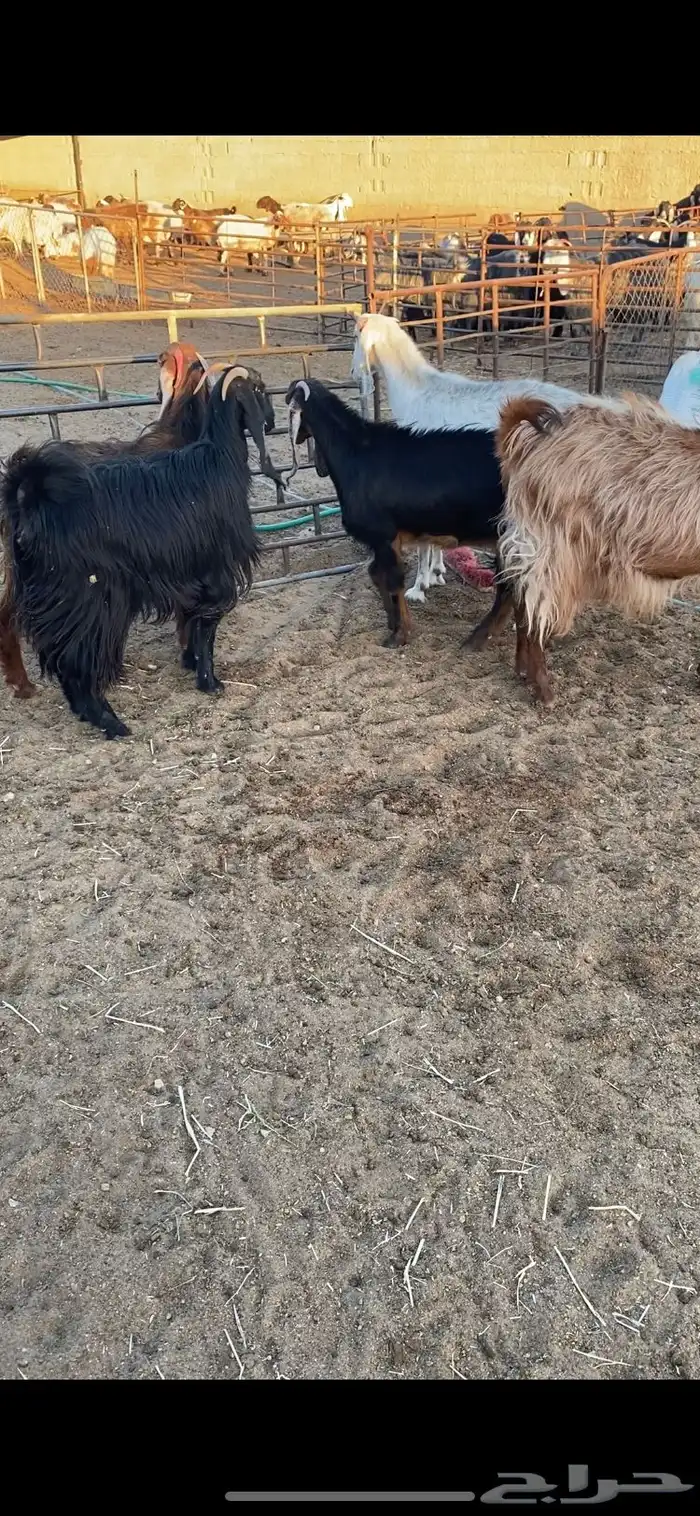 معزا شرط الضريع ثنوات وتامات 6 10