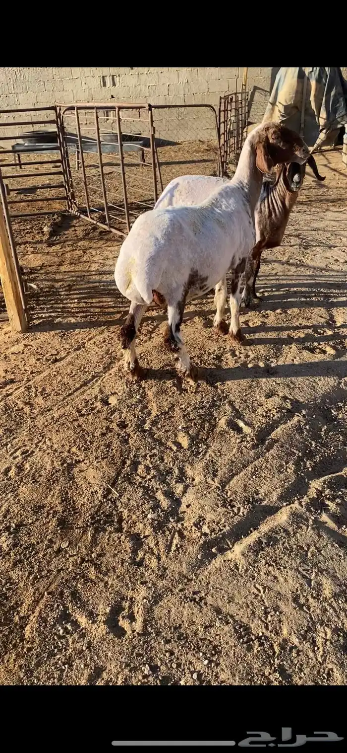 غنم شرط الضريع وسن وسن 2 11