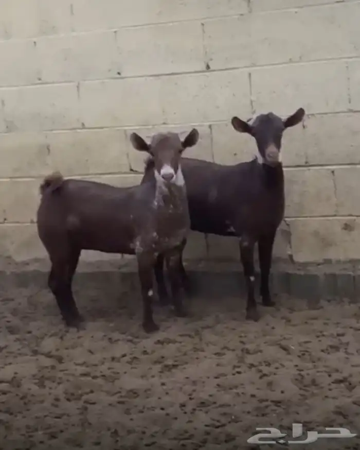 جفار جنوبيات للبيع بالخرج 6