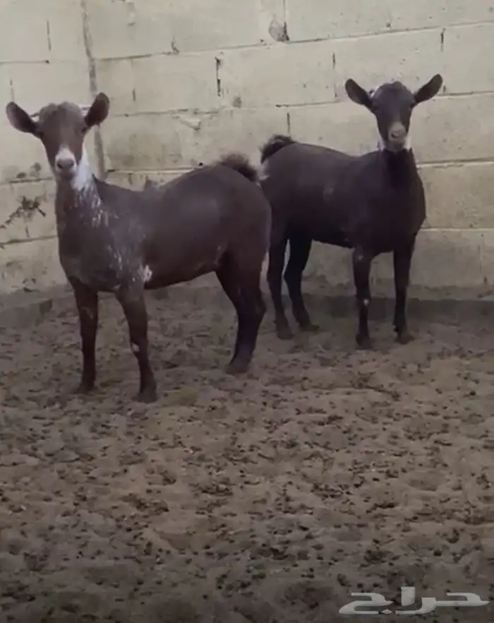 جفار جنوبيات للبيع بالخرج 2