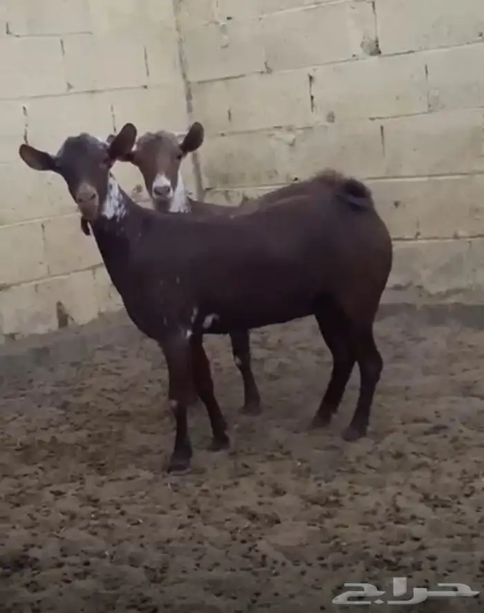 جفار جنوبيات للبيع بالخرج 1