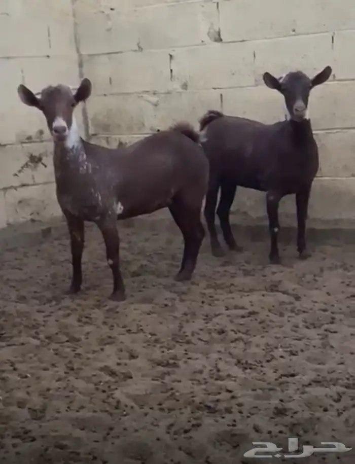 جفار جنوبيات للبيع بالخرج 5