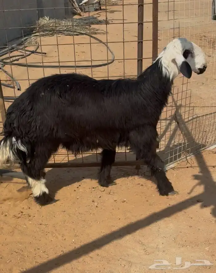 طلي نجدي العمر6 شهور نضيف 0