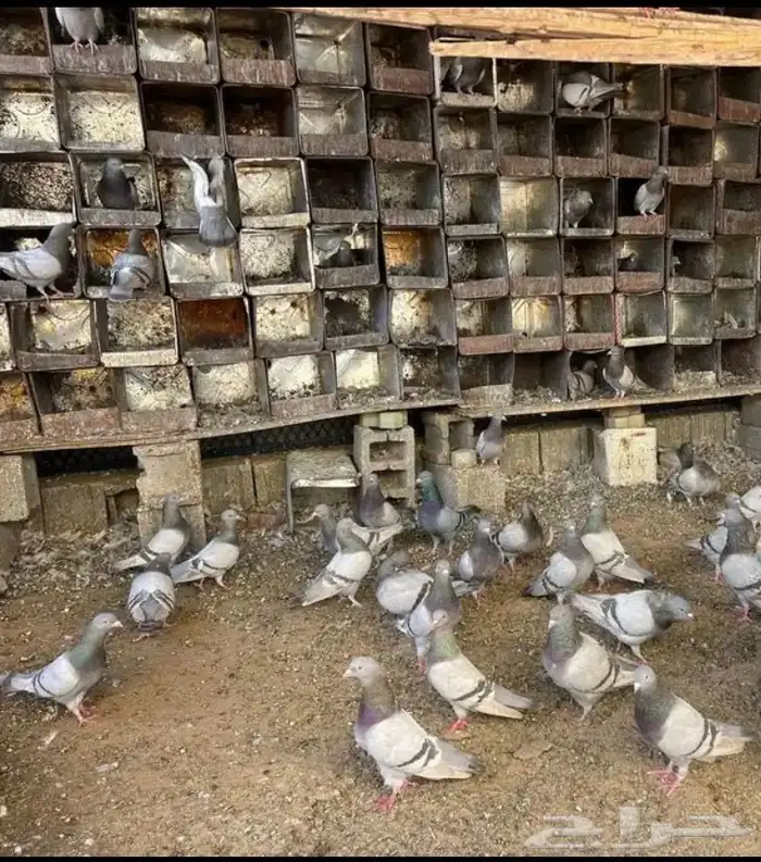 حمام الجوز 20ريال حمام ياطير 0