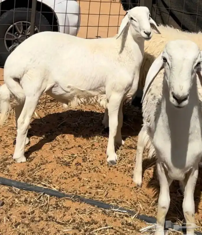 ذبايح طيبه 1