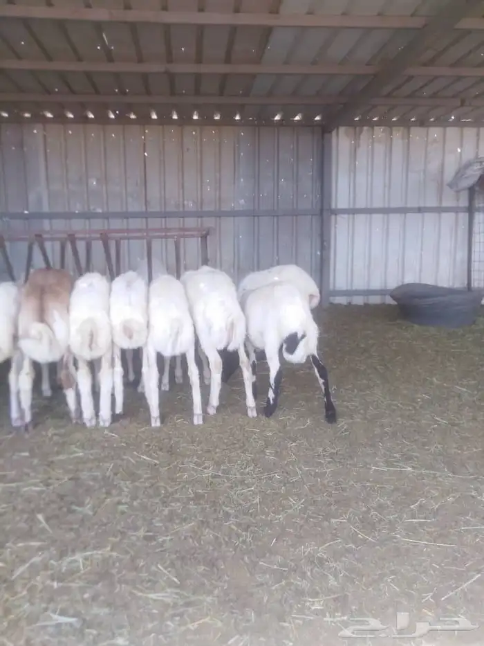 ضان رفيديات خصم مواليد ودفيع 8