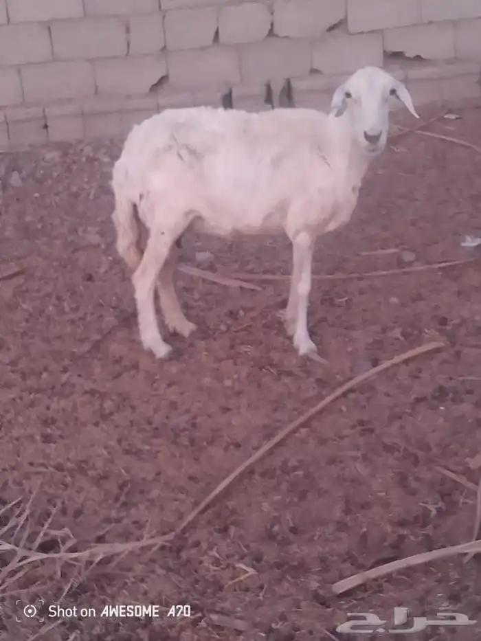 النعجة مضرع والسن سديس 0