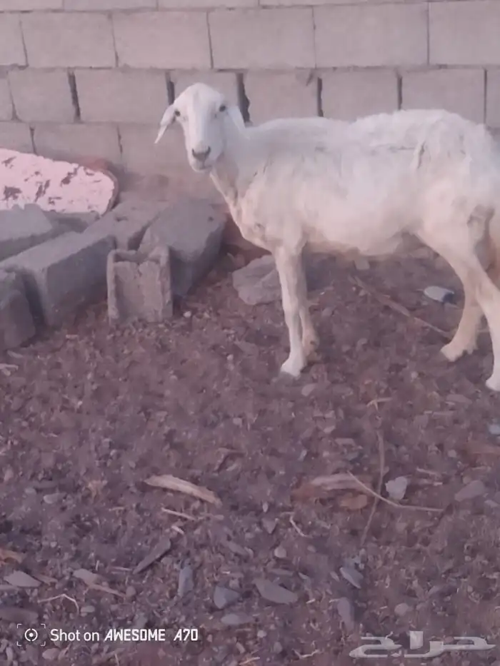 النعجة مضرع والسن سديس 1