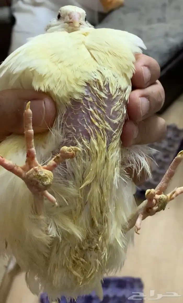 سمان تكساس العملاق 3