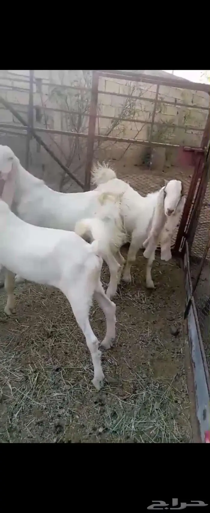 تيوس هولندي 3