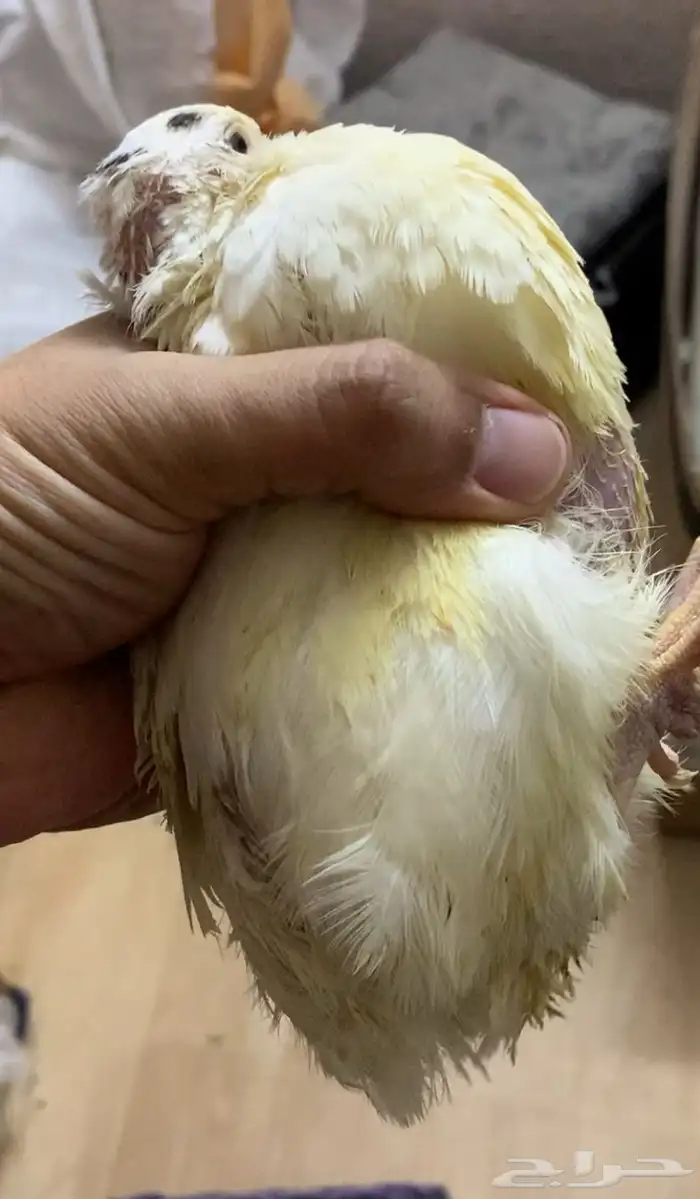 سمان تكساس العملاق 2