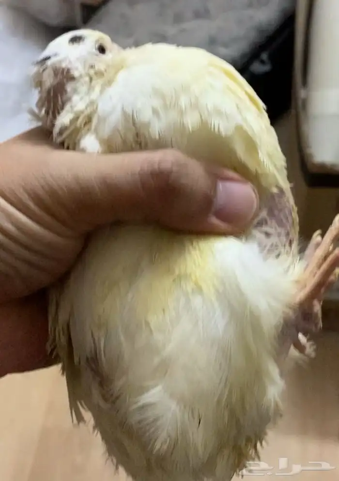 سمان تكساس العملاق 1