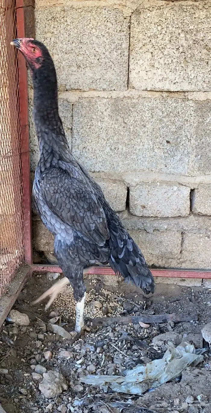 زوج الماني 1