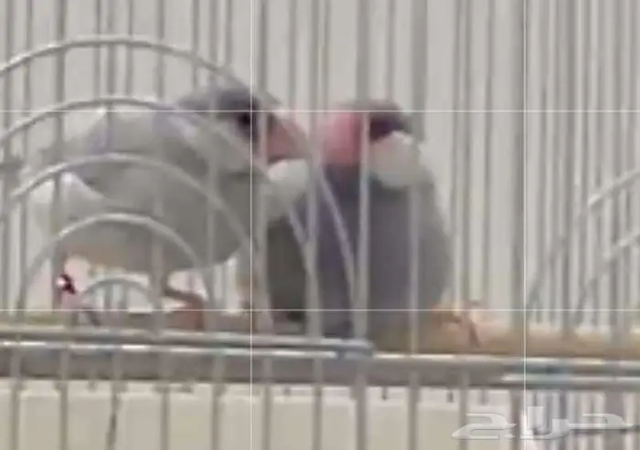 طيور جاوا سلفر جوز 0