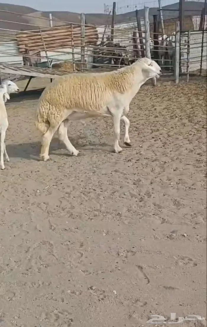 ( تم البيع) ثني فاخر من حلال الصياد في أملج 1