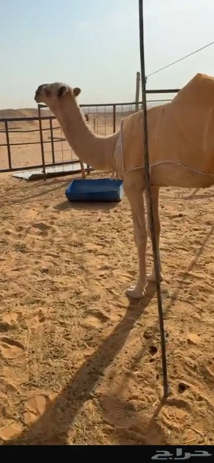 بكره شقحا للبيع 0