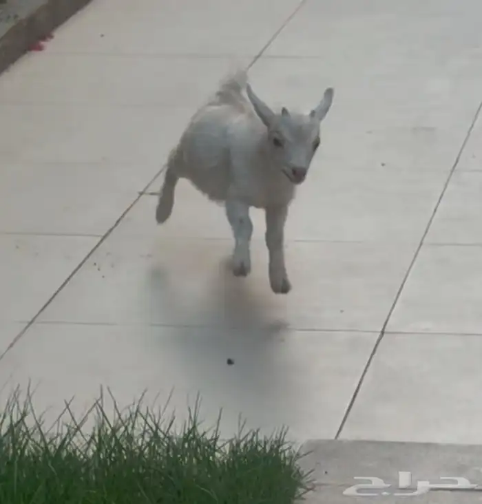 ماعز قزم   ذكر في الرياض 3