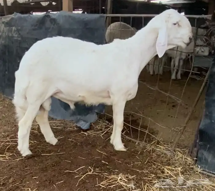 طلي حري خصم راس كارثه مستقبل فحل 2