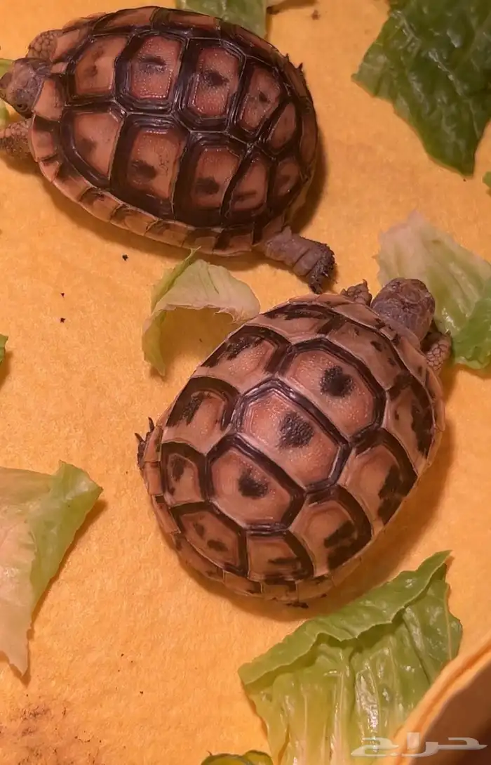 البيع سلاحف 0