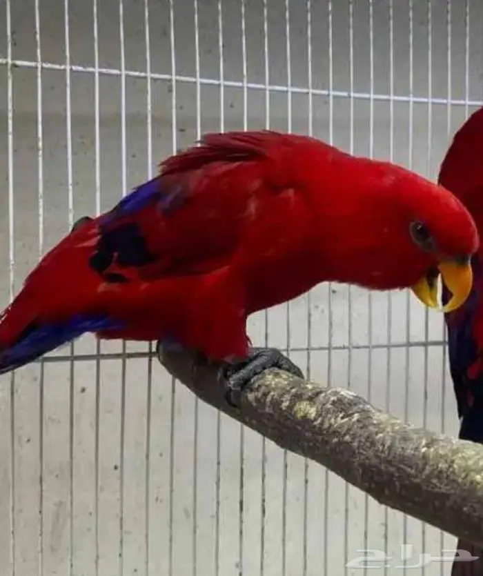 ببغاء رد لوري ذكر مستورد منتج و سبق له الانتاج عندي 0